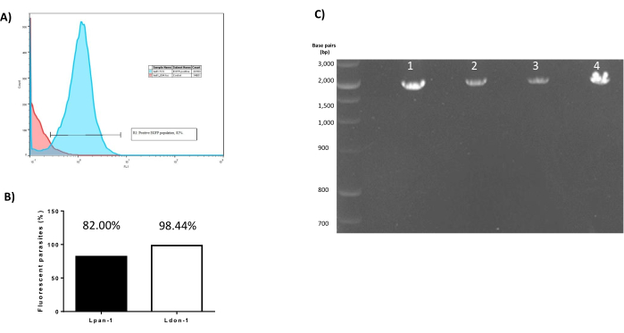 Flow cytometry histogram and bar chart analyze fluorescence percentage; gel electrophoresis shows DNA band separation.