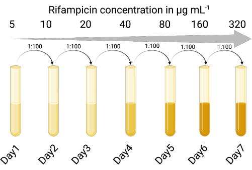 figure-results-1 Rifampicin concentration experiment diagram showing test tubes with increasing yellow tint over 7 days.