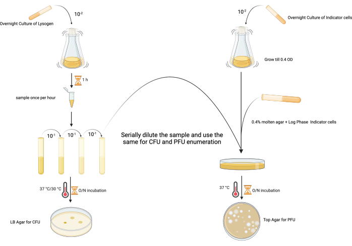 figure-results-2 Serial dilution diagram for CFU and PFU enumeration; shows lysogen and indicator cell cultures.