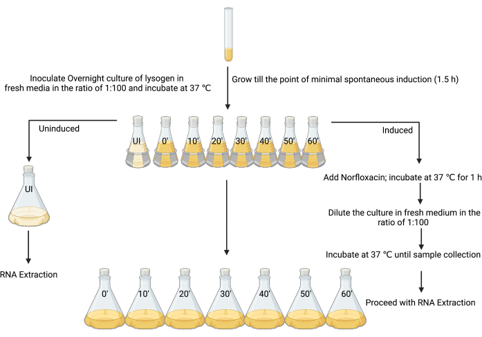 figure-results-3 Dual process of RNA extraction diagram for induced vs. uninduced bacterial cultures using norfloxacin.
