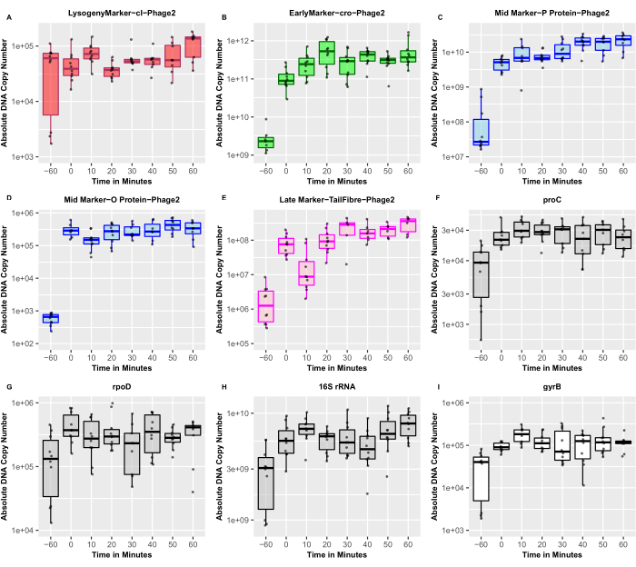figure-results-5 Box plot graphs showing DNA copy number variation over time in phage2 gene markers; experimental result.