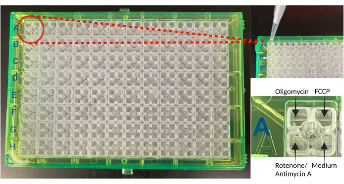 microplate assay for metabolic activity; diagram shows reagents FCCP, oligomycin, rotenone/antimycin A