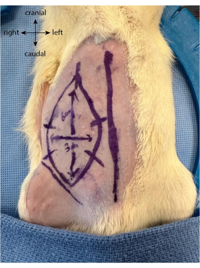 figure-protocol-1 Surgical planning diagram on animal skin with markings showing orientation and incision areas.