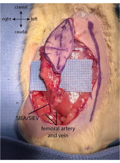 figure-protocol-2 Surgical anatomy diagram showing SIEA/SIEV, femoral artery and vein in animal model.