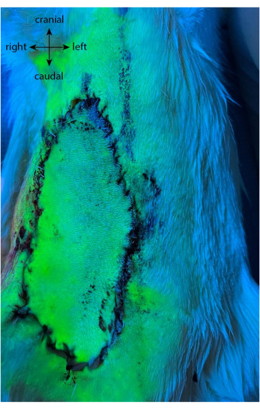 UV fluorescence on animal skin, healing wound analysis, fluorescence microscopy, experimental study.