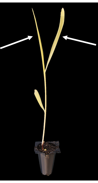 Plant morphology diagram; arrows indicate leaf development stages; seedling in soil pot.