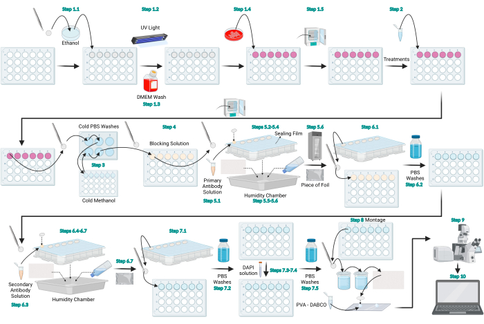 Immunofluorescence diagram with step-by-step antibody incubation, washing, and analysis process.