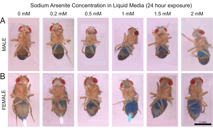 figure-results-2 Drosophila exposure to sodium arsenite, 24h; male (A) vs female (B) toxicity, liquid media.