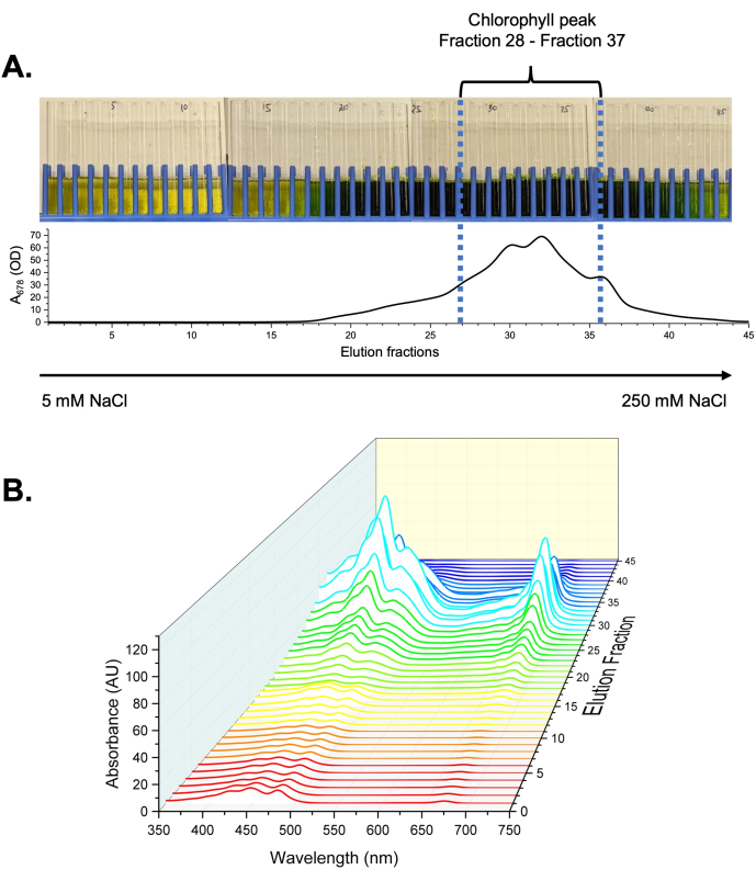 figure-results-1 Chromatography diagram; chlorophyll elution fractions with absorbance spectra and wavelength analysis.