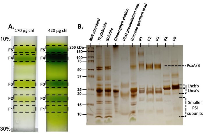 figure-results-2 Chlorophyll chromatography results; gel electrophoresis of protein subunits; sucrose gradient analysis.