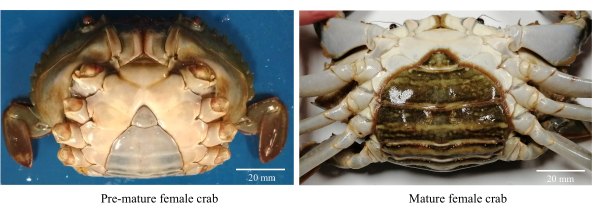 figure-protocol-1 Pre-mature vs mature female crab morphology comparison; size scale reference included; marine biology.