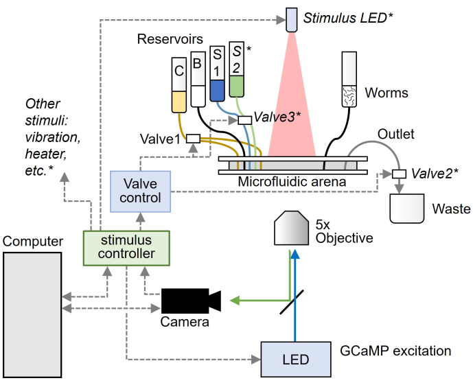 Microfluidic arena diagram: setup for worm behavior analysis using LED stimulation and imaging.