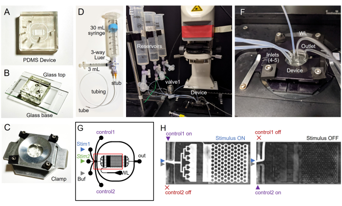 PDMS device microfluidic experiment setup; syringe system; reservoirs; control valves; fluid flow.
