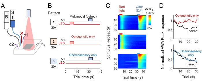 Multimodal sensory response analysis; diagram of optogenetic and chemosensory experiment setup.