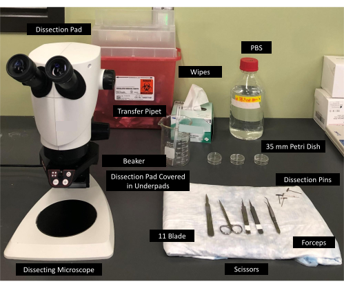Dissection setup with microscope, tools, Petri dishes, and PBS for biological analysis.
