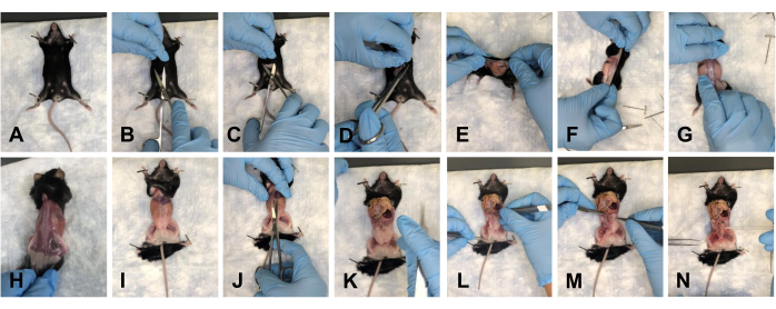 Mouse dissection process showing surgical steps in sequence; involves tissue exposure.