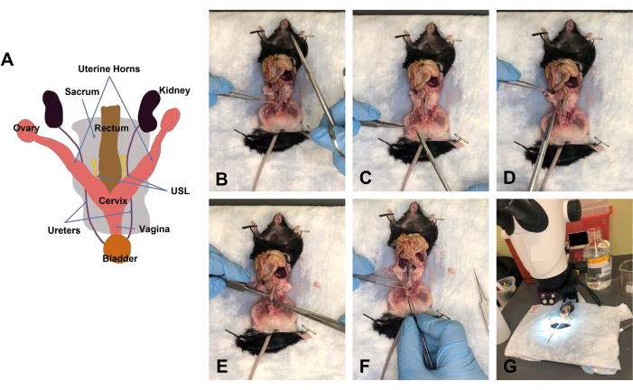Mouse dissection diagram and surgery sequence; uterine removal method; microscope setup.