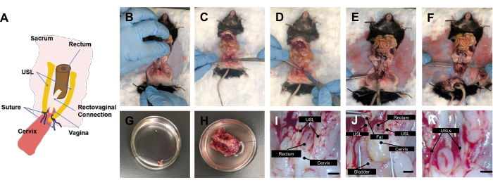 Rectovaginal surgical setup in mice; diagrams, dissection stages, and tissue examination images.