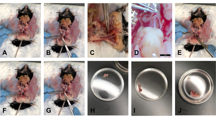 Dissection experiment on rodent showing organ extraction, tissue samples in petri dishes.