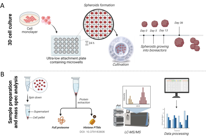 figure-results-1 3D cell culture process and spheroid formation diagram; LC-MS/MS setup for proteome analysis.