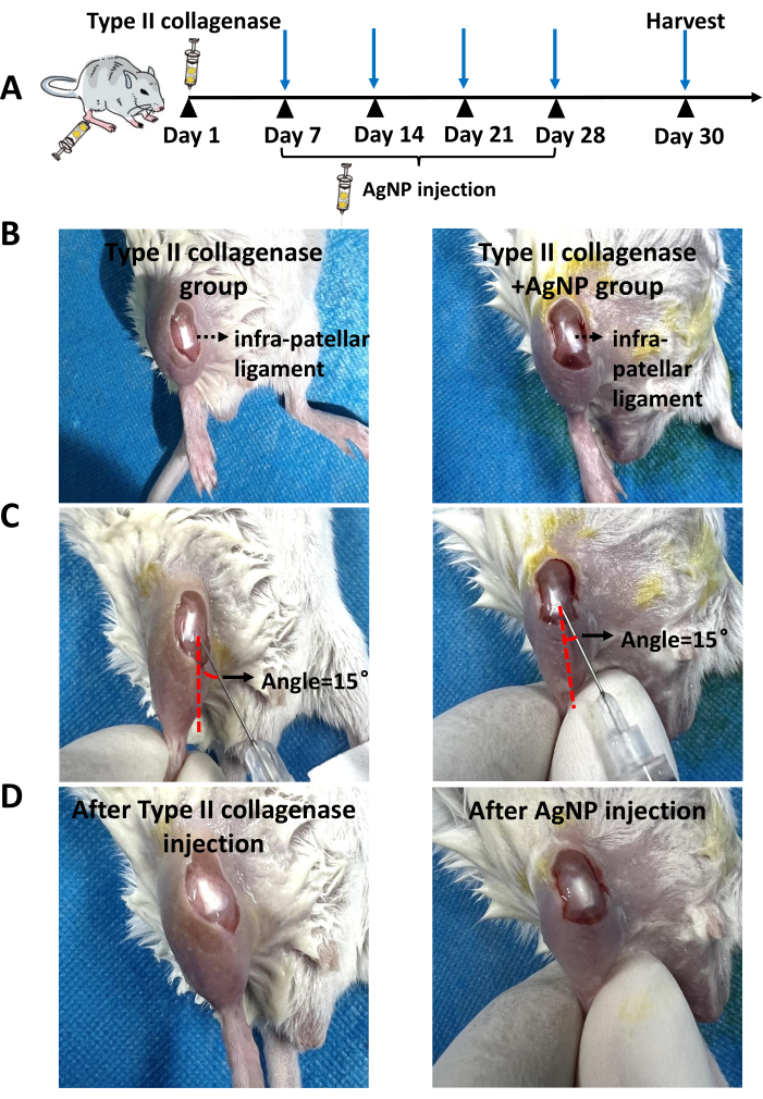 Type II collagenase experiment, AgNP injection timeline, infra-patellar ligament analysis, diagram.