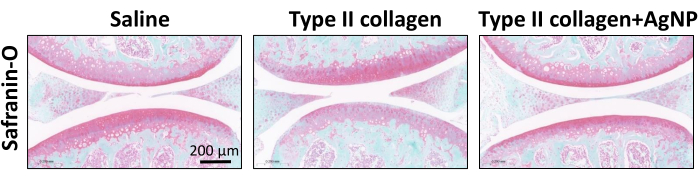 Histological analysis using Safranin-O stain; saline, Type II collagen, Type II collagen+AgNP.