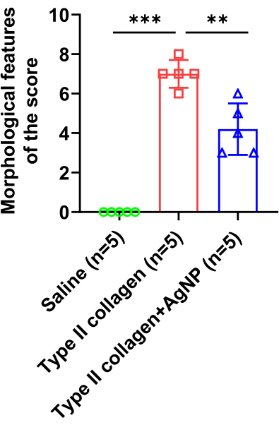 Bar chart comparing morphological scores of saline, Type II collagen, and Type II collagen+AgNP.