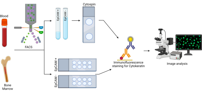 figure-results-2 Blood and bone marrow processing diagram; FACS to immunofluorescence analysis for Cytokeratin.