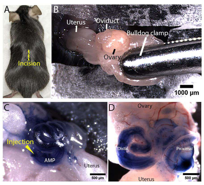 figure-protocol-3 Surgical procedure on mouse showing incision, ovary with clamp, and injection technique diagram.
