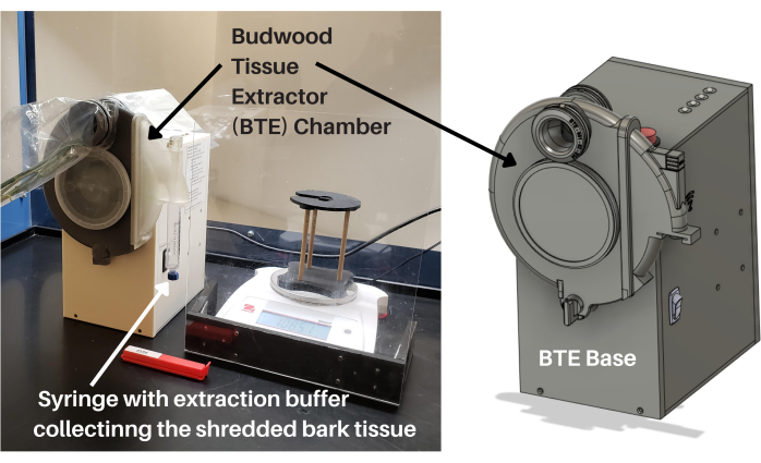 figure-introduction-1 Budwood tissue extraction setup using BTE chamber with syringe collecting shredded bark tissue.