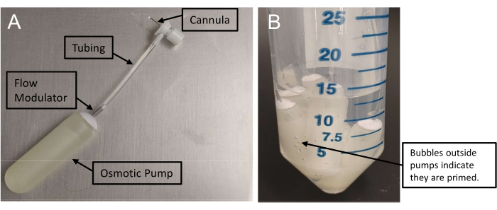 Osmotic Minipump Implantation for Increasing Glucose Concentration in ...
