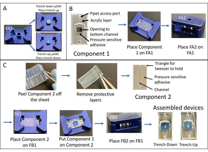 Microfluidic device assembly diagram; steps using components, pressure adhesive, trench-up/down setup.