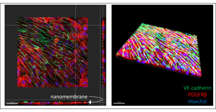 Nanomembrane microscopy, VE-cadherin, PDGFRβ, Hoechst; cell structure visualization.