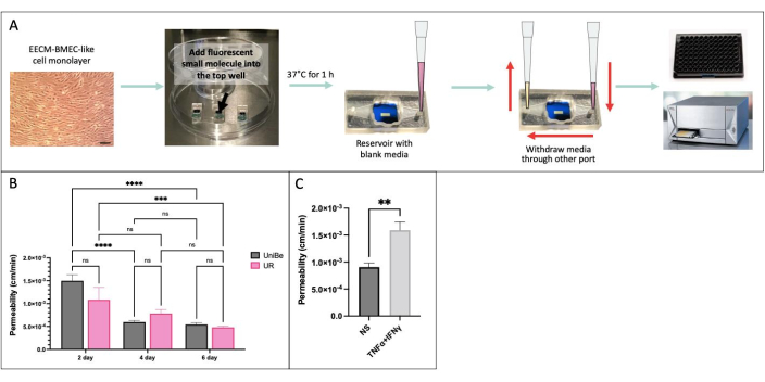 Cell permeability diagram; experiment setup and graphs of permeability results over time.