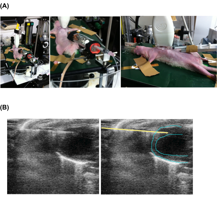 Experimental setup for optical imaging in vivo; ultrasound images showing analysis.