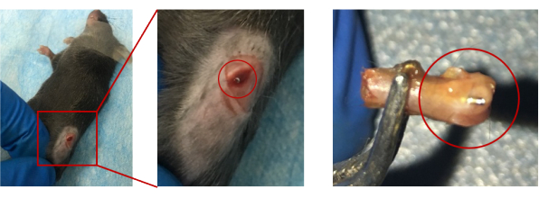 Rodent tumor study, tumor excision procedure, close-up of excised tumor tissue, laboratory research.