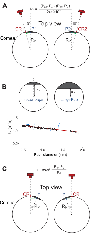 figure-results-2 Corneal top view diagram with formulas. RP measurement, pupil size impact. Data analysis graph.