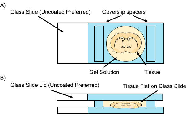 Glass slide setup diagram for tissue immersion in gel solution with coverslip spacers.