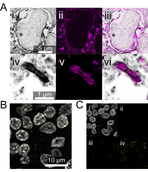 Cell structure microscopy, fluorescence imaging, electron micrograph, cellular analysis, diagram.