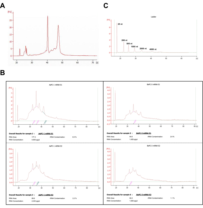 Electropherogram analysis, RNA concentration results, and RNA integrity electrophoresis chart.