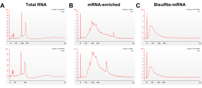 RNA electropherogram results; total RNA, mRNA enrichment, bisulfite-mRNA analysis comparison.