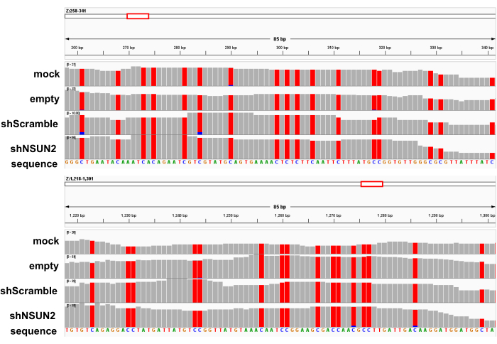 Gene editing results; sequence alignment diagram; shNSUN2 vs. mock; identifies mutations.
