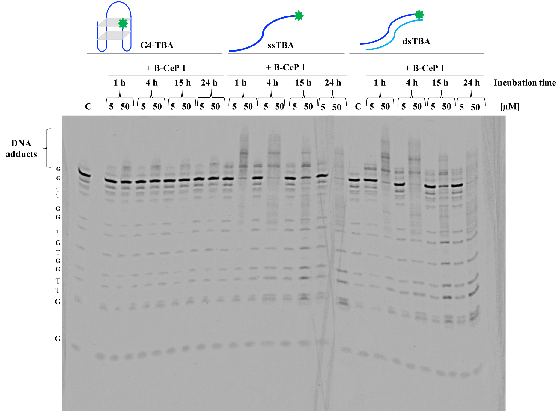 In Vitro Chemical Mapping of G-Quadruplex DNA Structures by Bis-3 ...