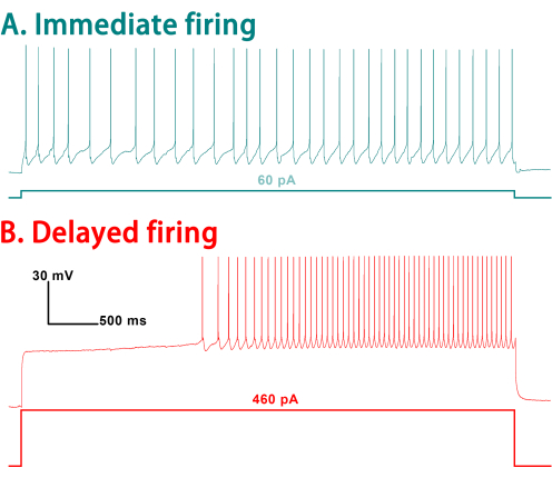 Neuronal firing patterns; graph; immediate vs. delayed firing; electrophysiology data; action potentials.