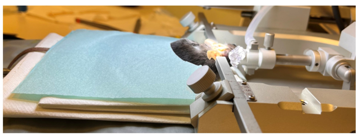 figure-protocol-1 Stereotaxic setup for precise brain surgery, research on neural pathways, equipment close-up.