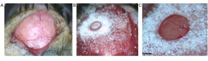 figure-protocol-2 Wound healing stages in biopsy images, microscopy analysis, tissue regeneration, experimental results.