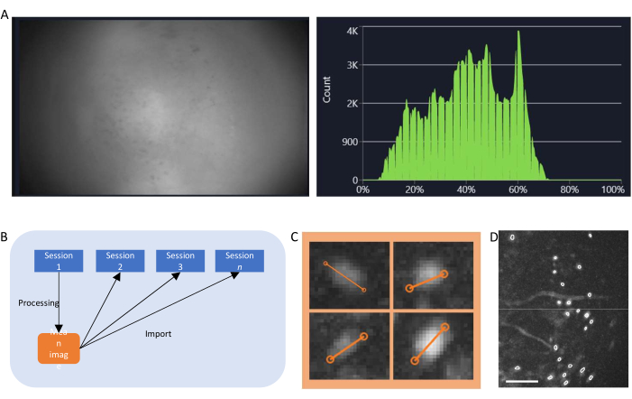 figure-protocol-4 A diagram showcasing data processing workflow, histogram analysis, and microscopy imaging setup.