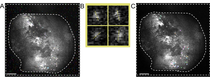 figure-protocol-5 Fluorescence microscopy images showing cellular structure analysis and protein localization comparison.