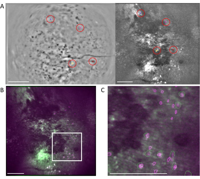 figure-protocol-6 Microscopy image illustrating cellular structures with fluorescent markers for biological analysis.