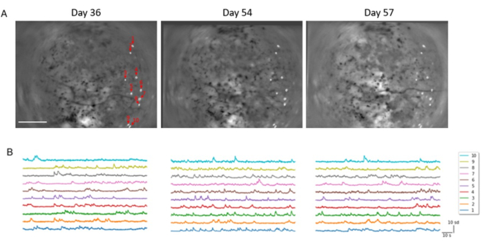Time-lapse microscopy images with data analysis, tracking changes in cell development over days.